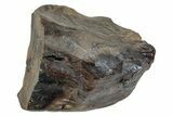 Fossil Dinosaur (Triceratops) Shed Tooth - Montana #288099-1